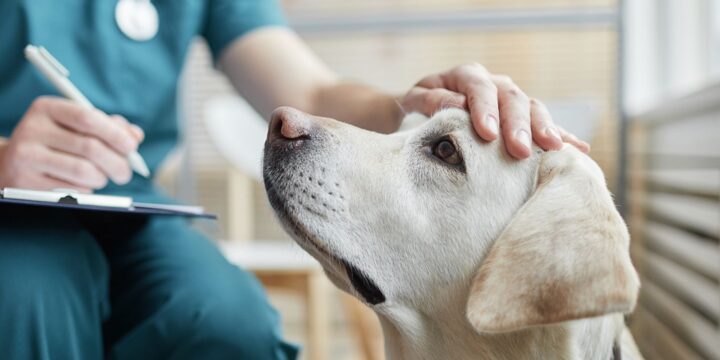 Parvovirus-Like Symptoms Seen in Michigan Dog Deaths