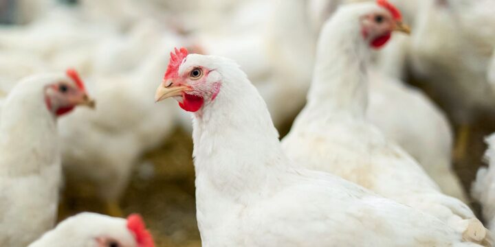 Avian (Bird) Flu Outbreak Expands in the United States