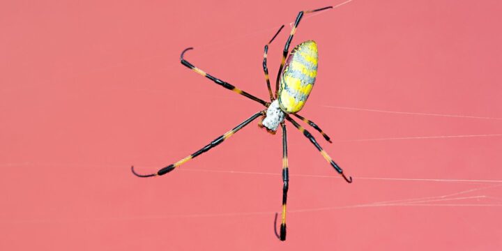 Giant Venomous Spiders Swarm the East Coast