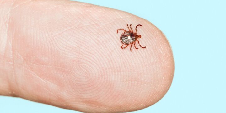 What You Need to Know About the Lone Star Tick and the Heartland Virus
